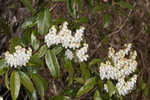 Mountain fetterbush